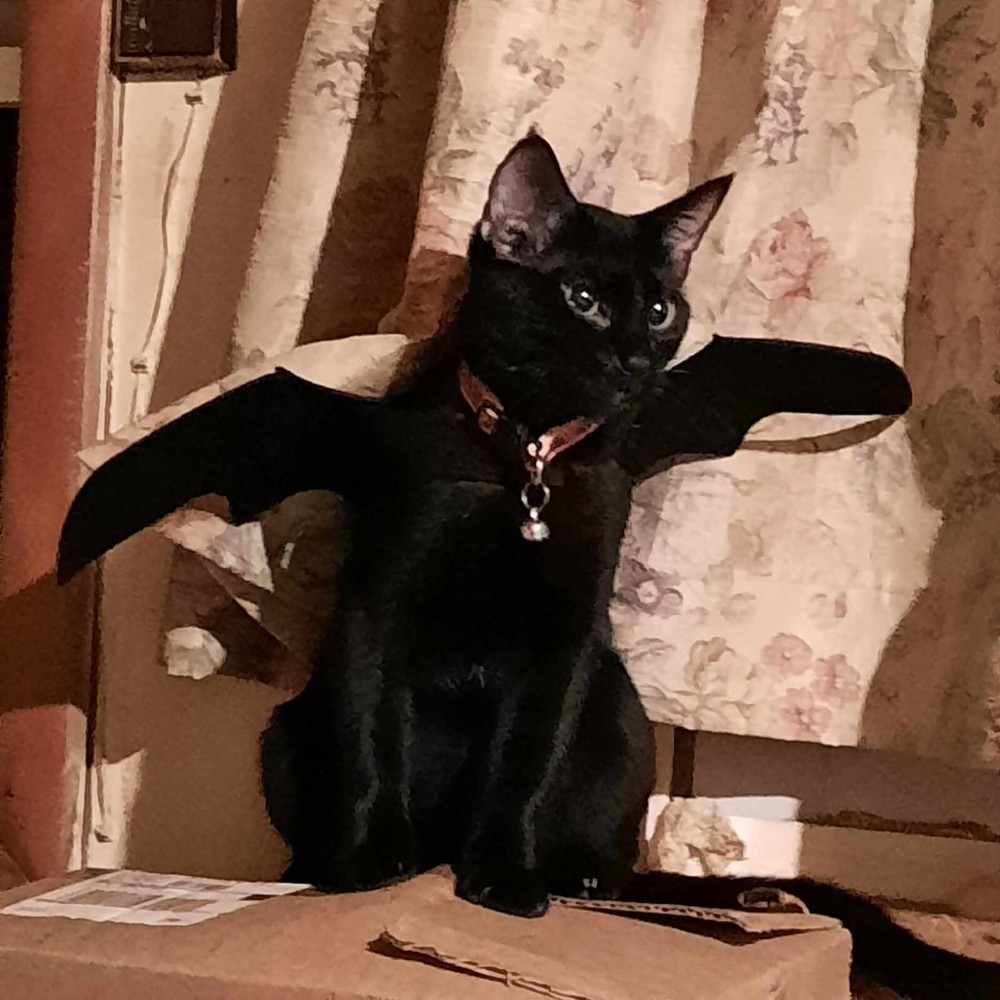 Bat Wings Costume for Cats