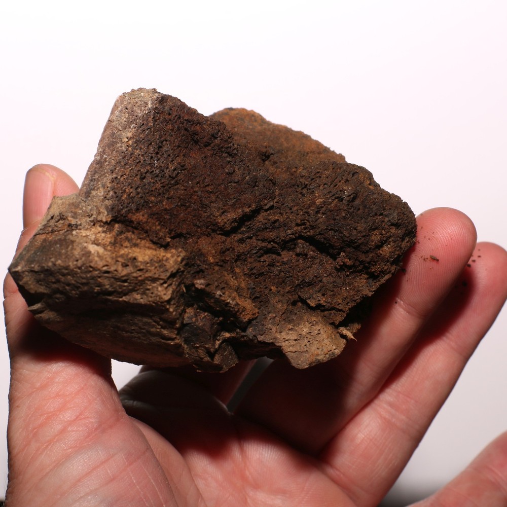 Dinosaur Bone - Large Thick Heavy - Hell Creek Formation Cretaceous - Nice Piece
