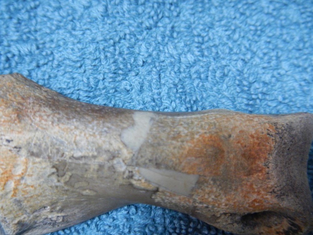 Fossil Toe Bone Struthiomimus Hell Creek Formation