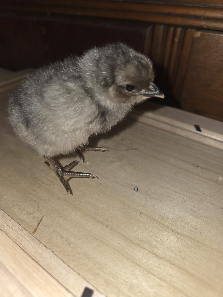 6+ Fertilized Ameraucana Chicken Eggs