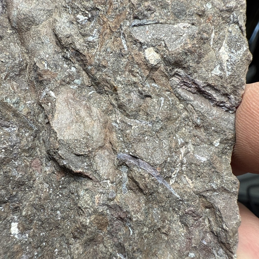 Fossil Placoderm Armor - Devonian Era Fossils - Rare Find Fossils