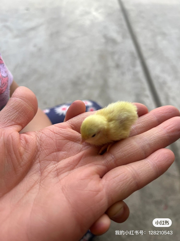 button quail hatching eggs