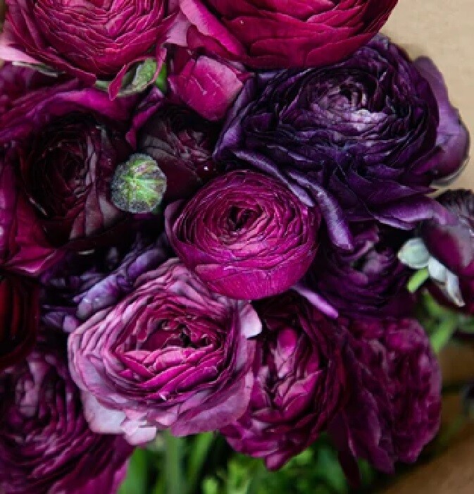 60 PURPLE Ranunculus Bulbs DOUBLE Buttercups Spring BARGAIN!