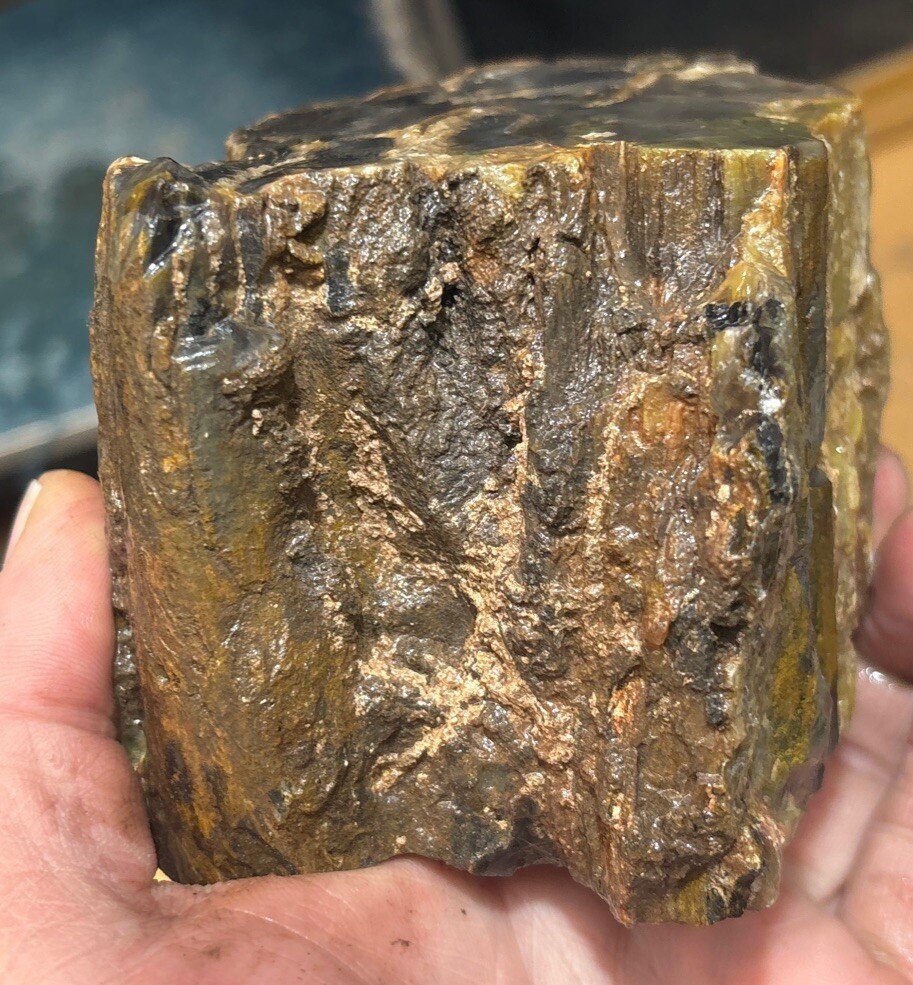 Colorful petrified wood