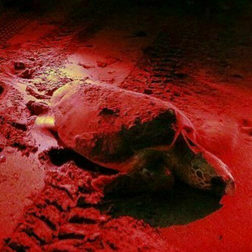 670nm 9LED Deep Red Light Flashlight Against Deteriorating Eyesight Red Torch