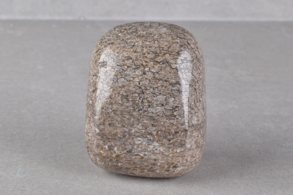Fossilized Dinosaur Bone Polished from Morocco 4.0 cm # 19757