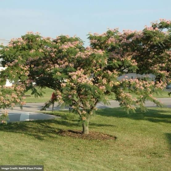 Mimosa Tree 1ft Tall Now