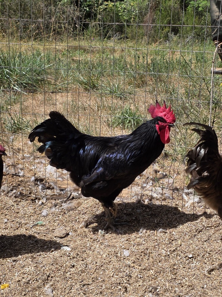 12+ *RARE* Dun Line Color Mudd Eggers! (Moss/Olive) Hatching Eggs!!