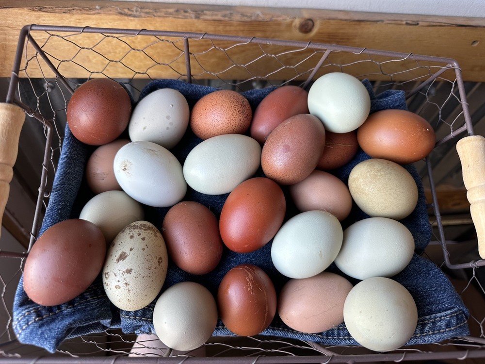 15 Rainbow Hatching Eggs from FREE RANGE CHICKENS