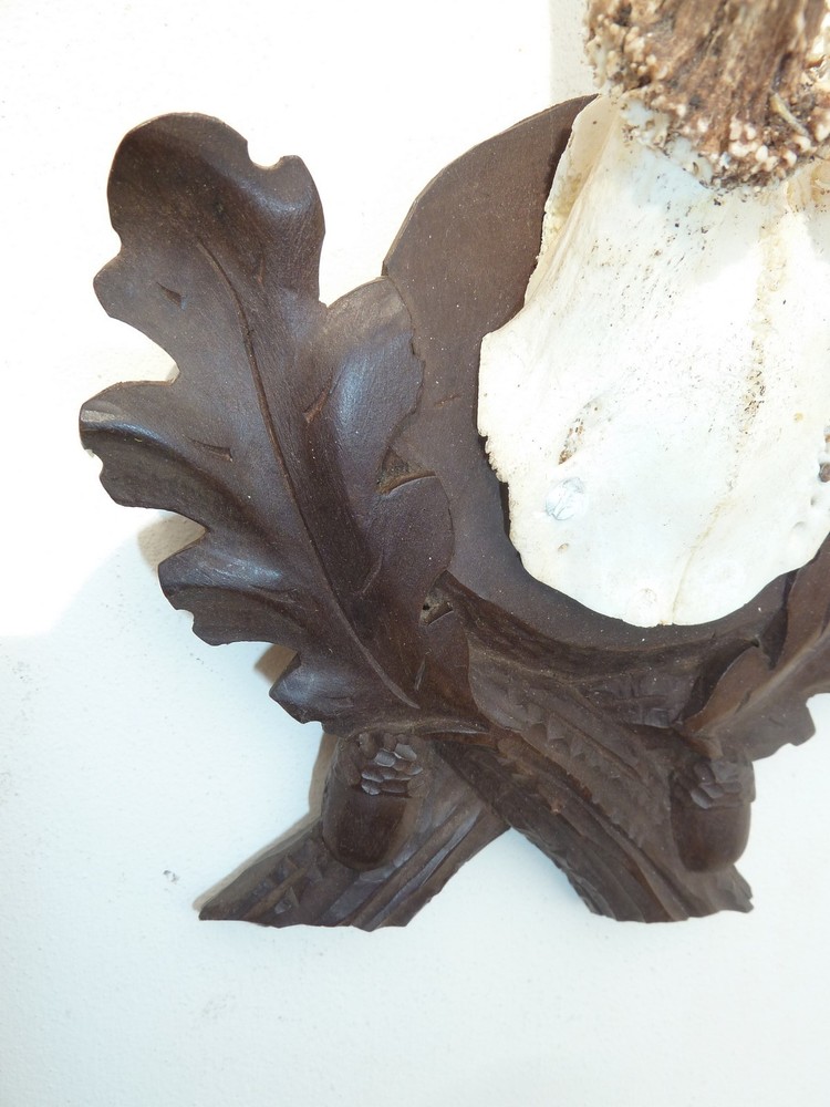 OLD BLACK FOREST NICELY CARVED ROE DEER ANTLERS MOUNT