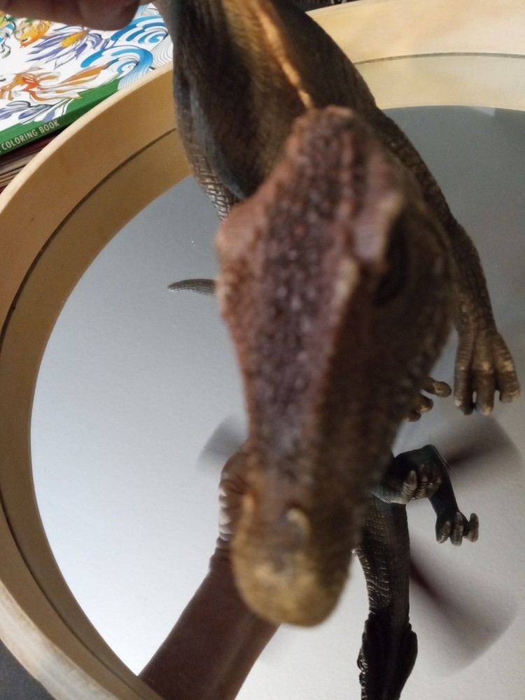 Schleich Dinosaur SPINOSAURUS 2007