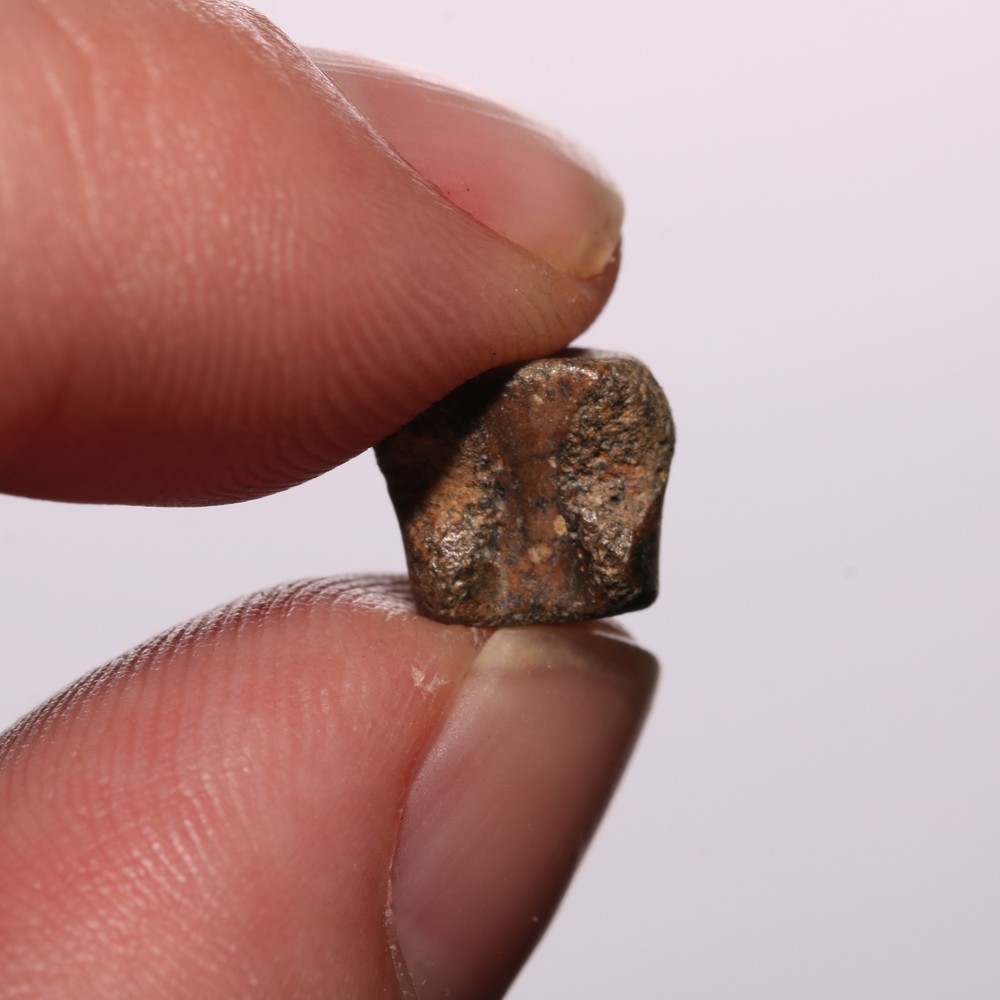 Tiny Champsosaurus Vertebra - Dinosaur Aged - Hell Creek Formation Cretaceous