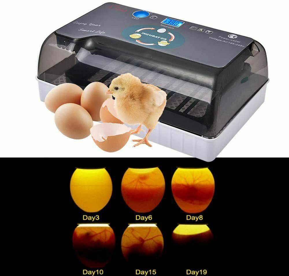 12 Egg Incubator for Hatching Eggs w/Automatic Egg Turning Temperature Control