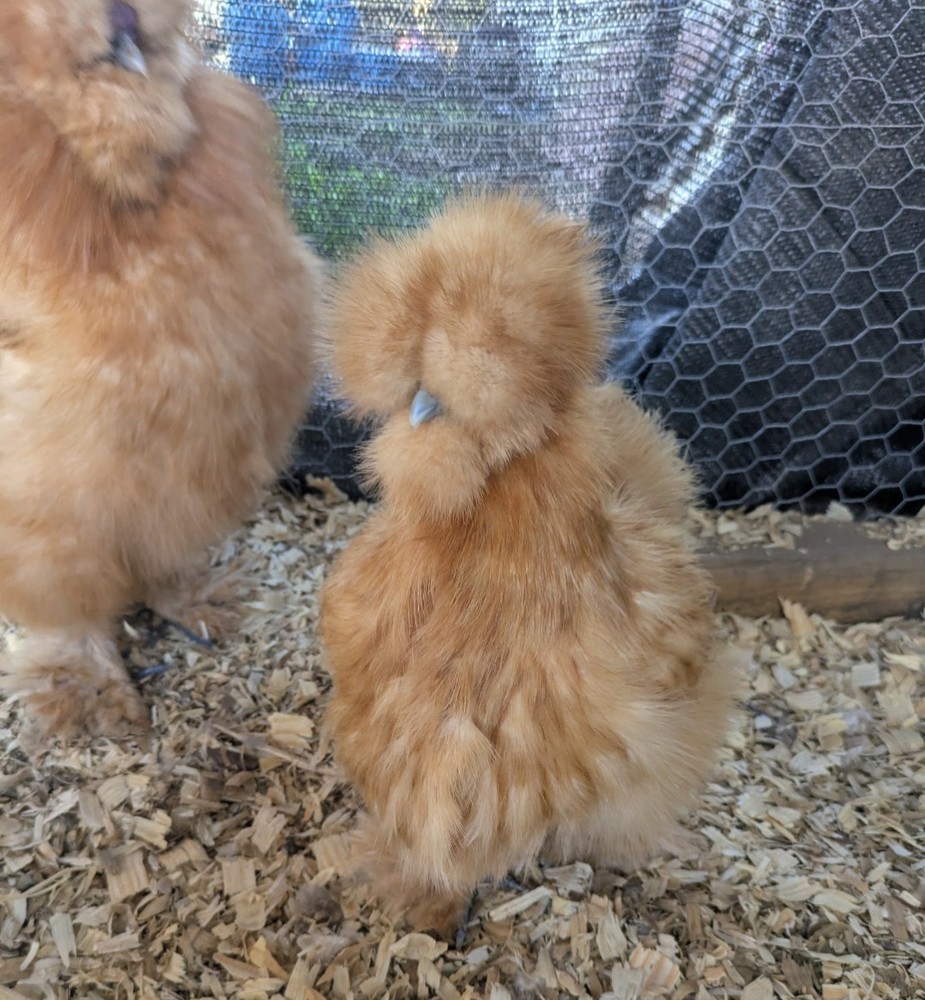12+ Quality Buff Silkie Eggs NPIP