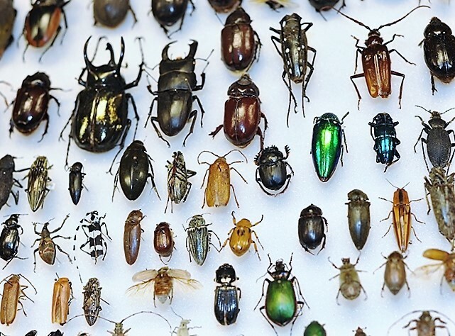 LOT OF 1 BEETLE BUG OR INSECT