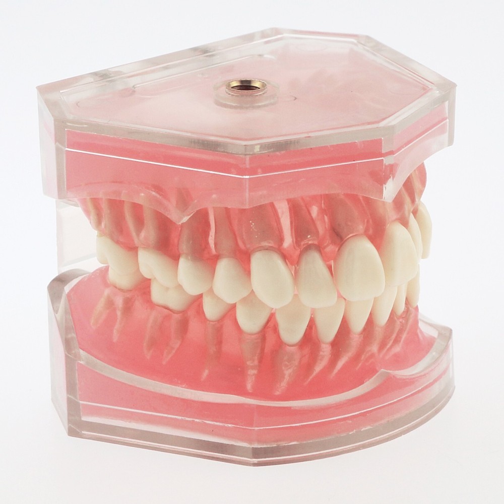Dental Typodont Practice Removable Teeth Model Soft Gum M7008 Simulation Cheek