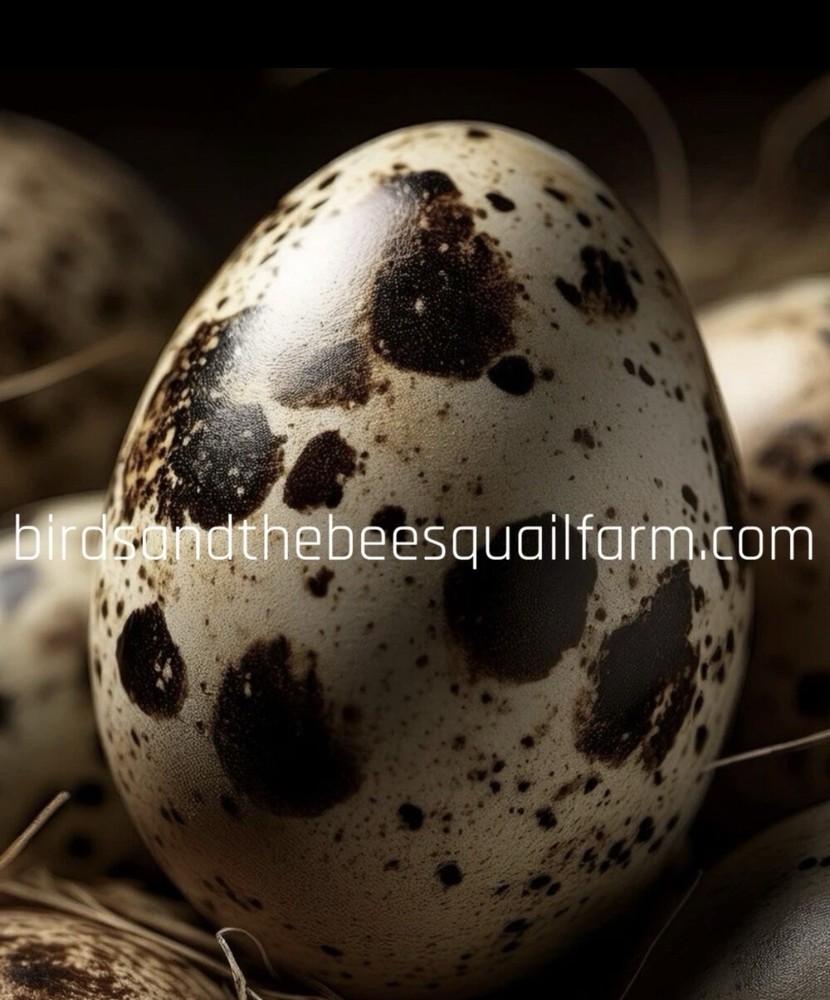 2 Dozen + Extra Eggs , Jumbo  Coturnix Hatching Eggs . NPIP / AI CLEAN