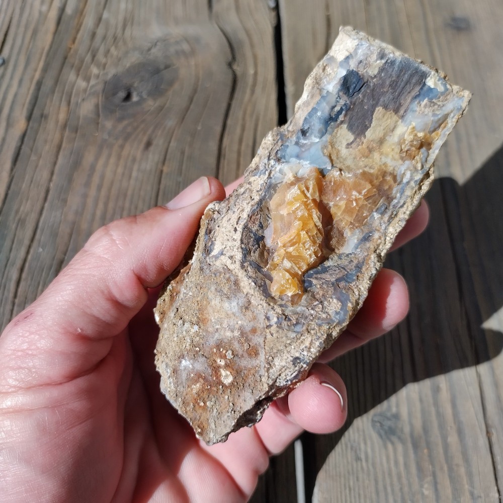 Blue Forest Petrified Wood * 13.7 oz.