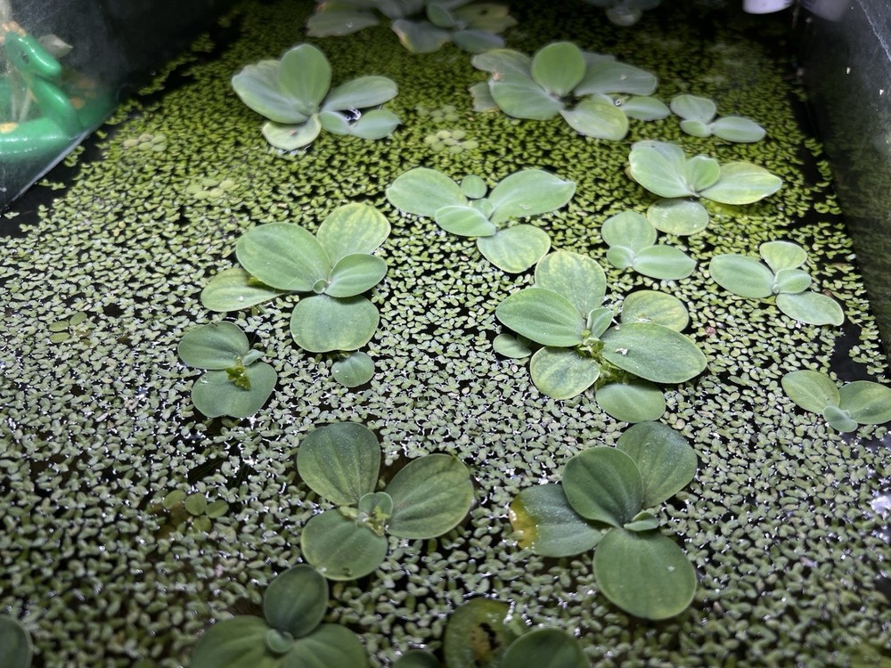 Water Lettuce (May Include RamsHorn Snails)