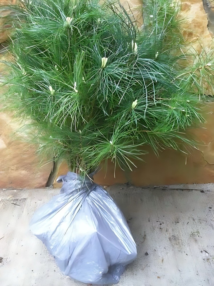 2 live Eastern White Pine Tree Seedlings Bare Root saplings