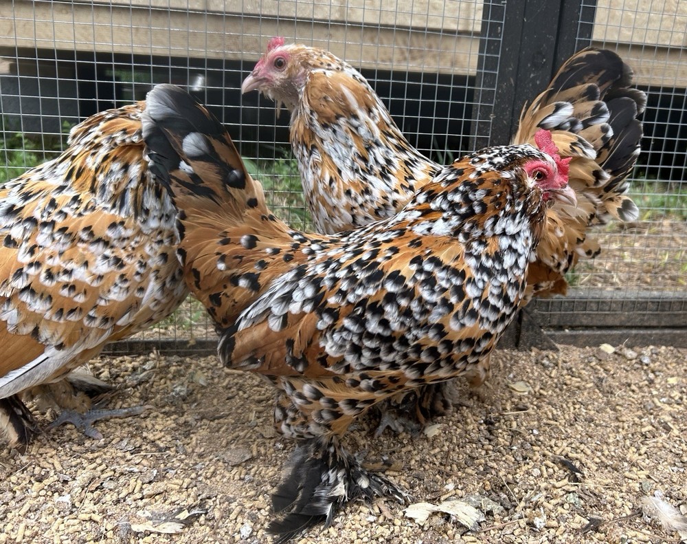 Belgian Bearded Mille Fleur D’Uccle Hatching Eggs 6 Plus 1