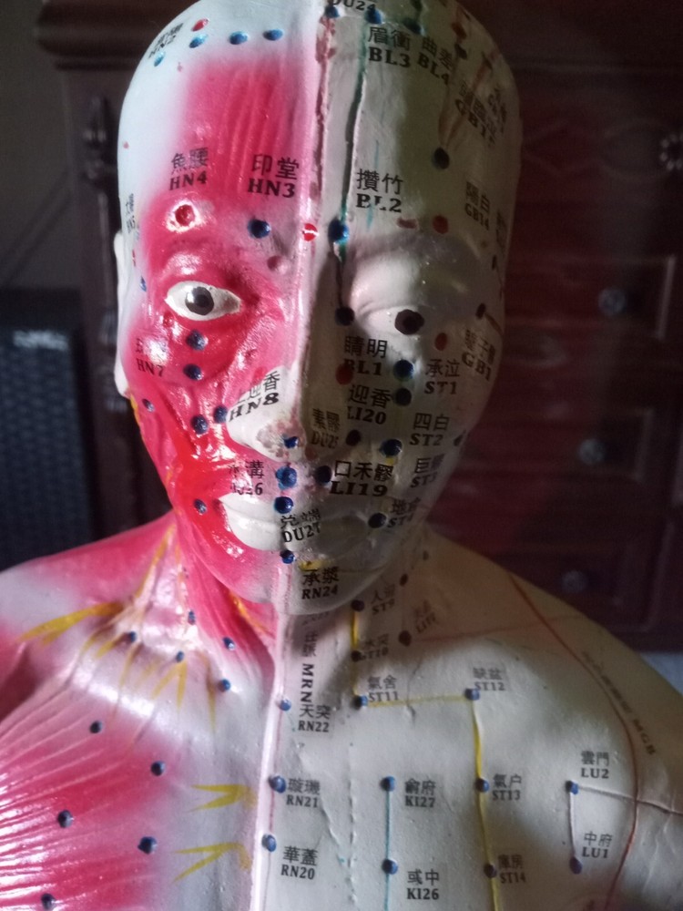 Vintage Composition Acupuncture Model On Stand Approximately 3 ft. Tall