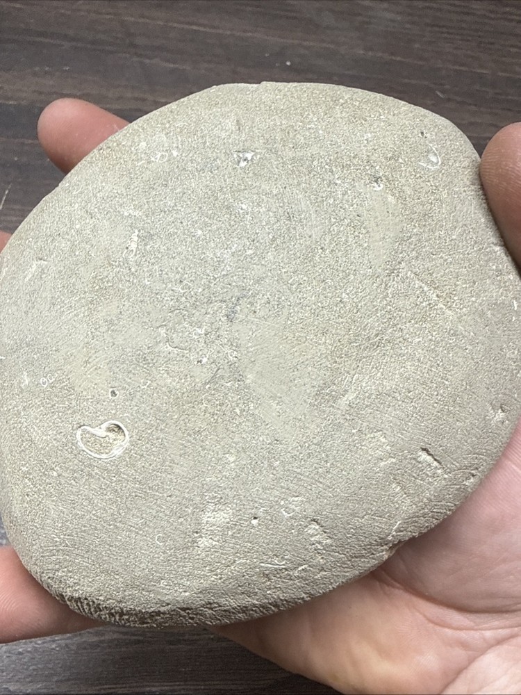 Unique Fossil Crab Ball Type Specimen