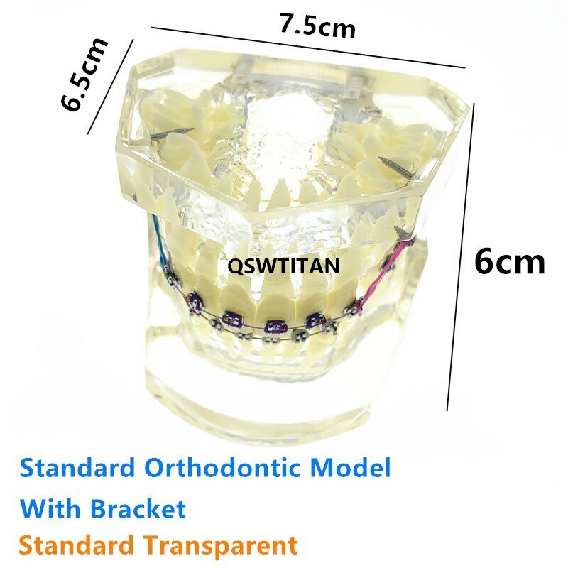 Dental Models For Teaching teeth model Dental teaching Orthodontic Model