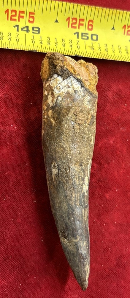 3 1/2 inch spinosaurus tooth
