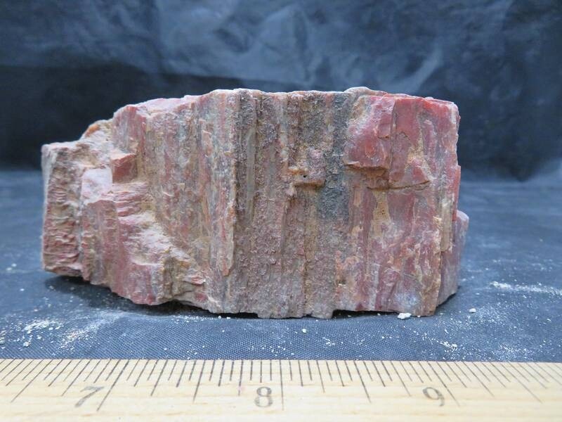 Petrified Wood 1 lbs & 6 ozs