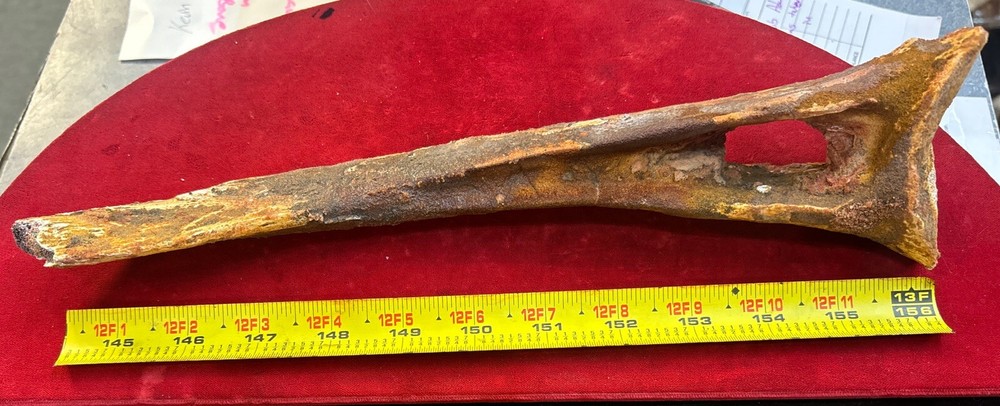 Hadrosaur Chevron Bone