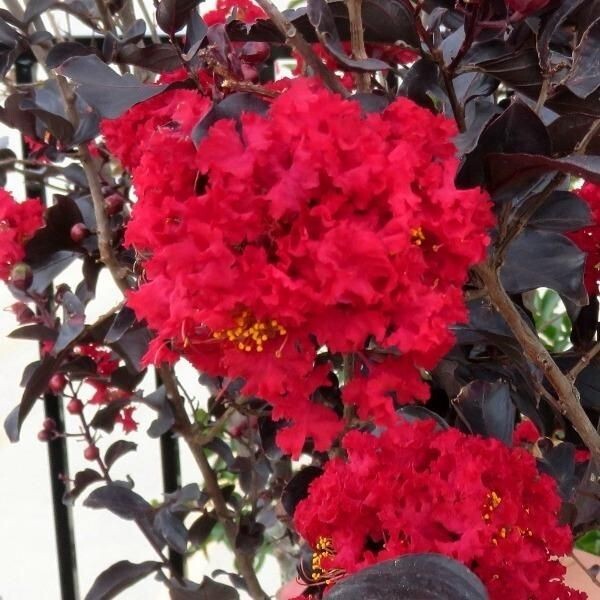 Ruby Thunderstruck Crape Myrtle Starter Lagerstroemia Rooted "STARTER" Plant