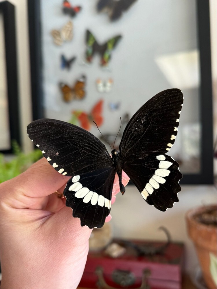 Papilio polytes, Common Mormon Swallowtail REAL BUTTERFLY, A1