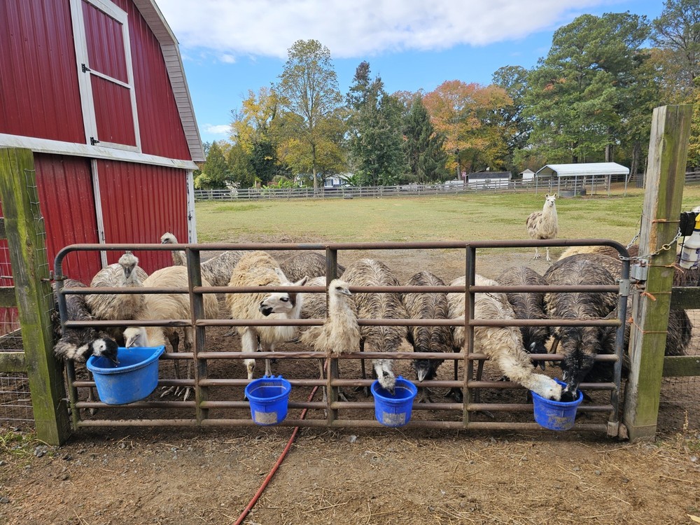 2 Emu Hatching Eggs White Blonde Normals
