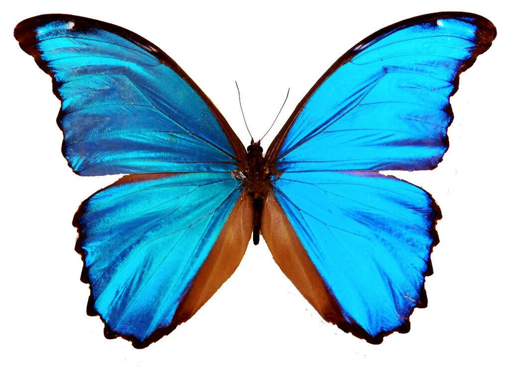 Morpho didius tingomariensis - HUGE A1 BLUE MORPHO SPECIMEN, Unspread - Peru