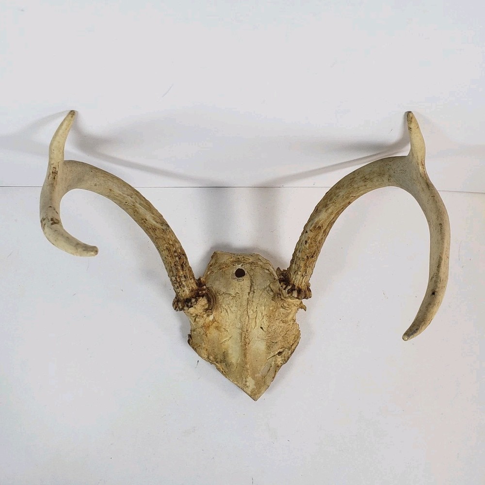 Deer Antler With Skull Cap