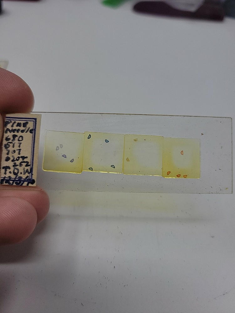 Vintage Microscope Slide 1940