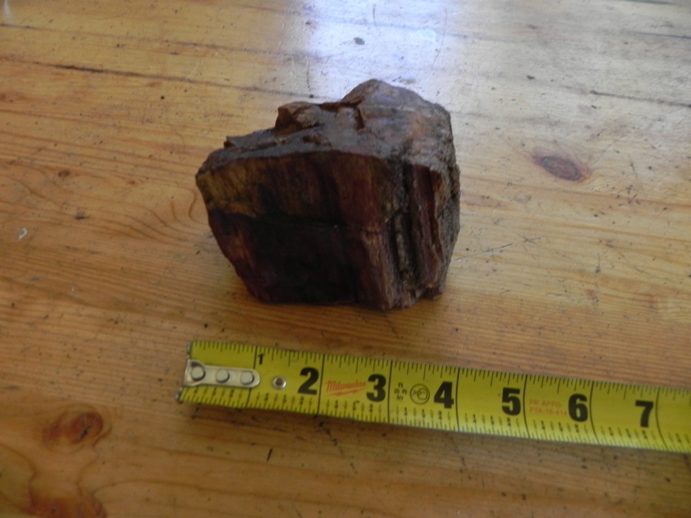 Petrified wood 2.4 pounds