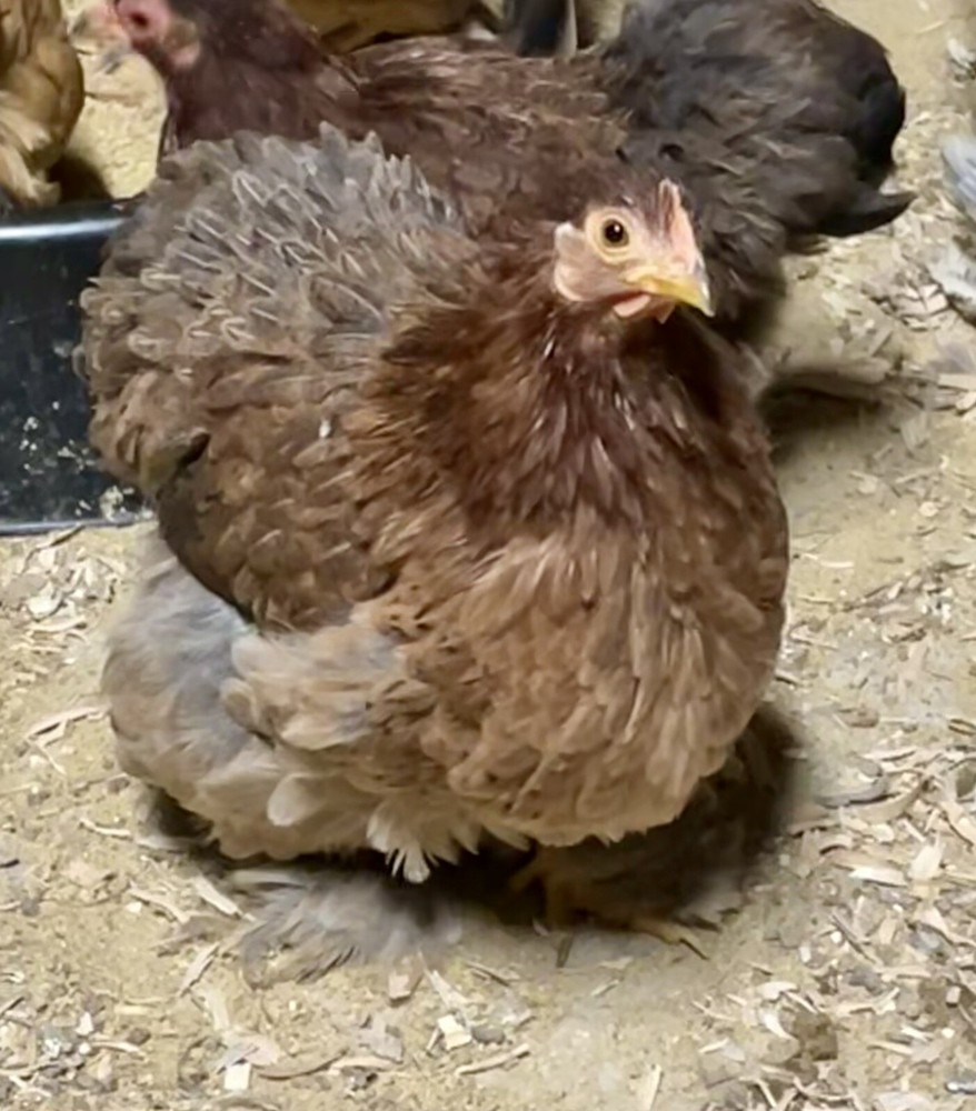 10 ++ FERTILE BANTAM COCHIN HATCHING EGGS Assorted Colors.
