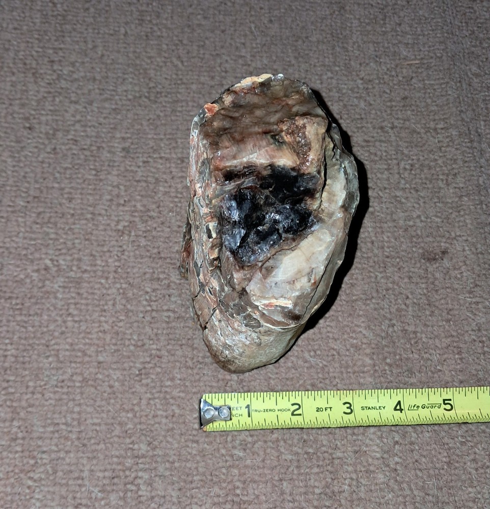 Petrified Wood. Large Limb Section Washington