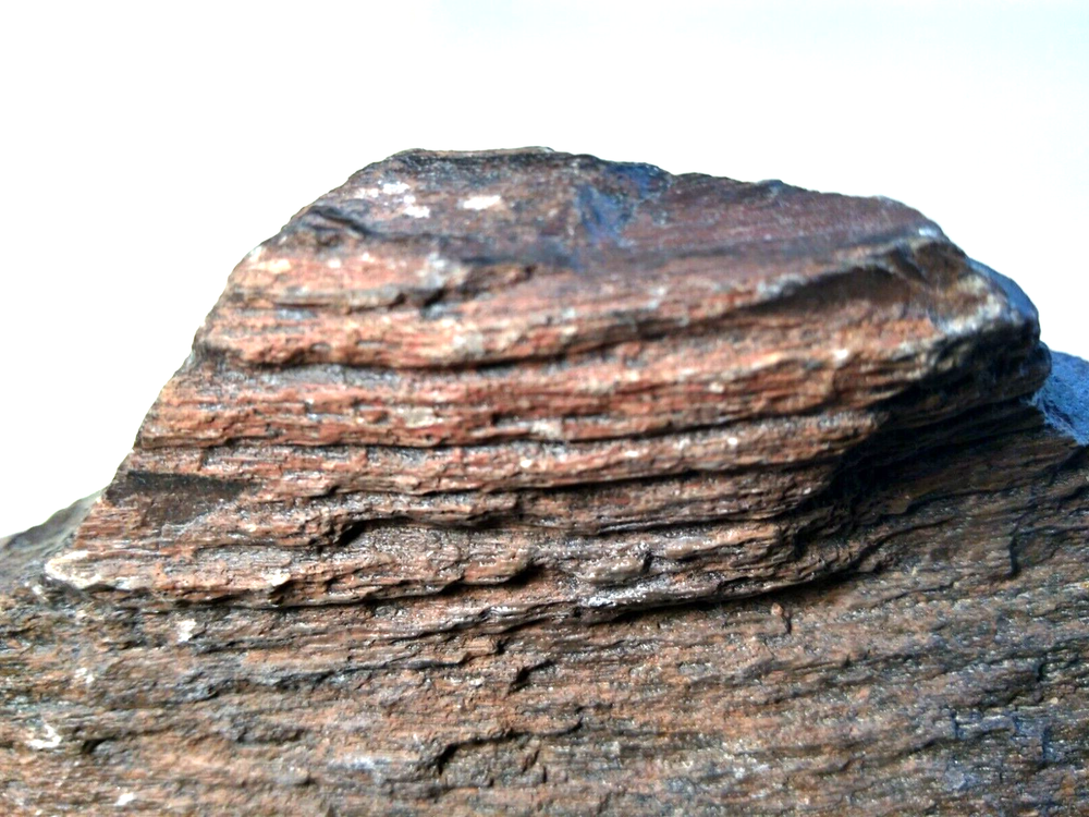 Petrified Wood Rough- Over 5-1/4 lbs.