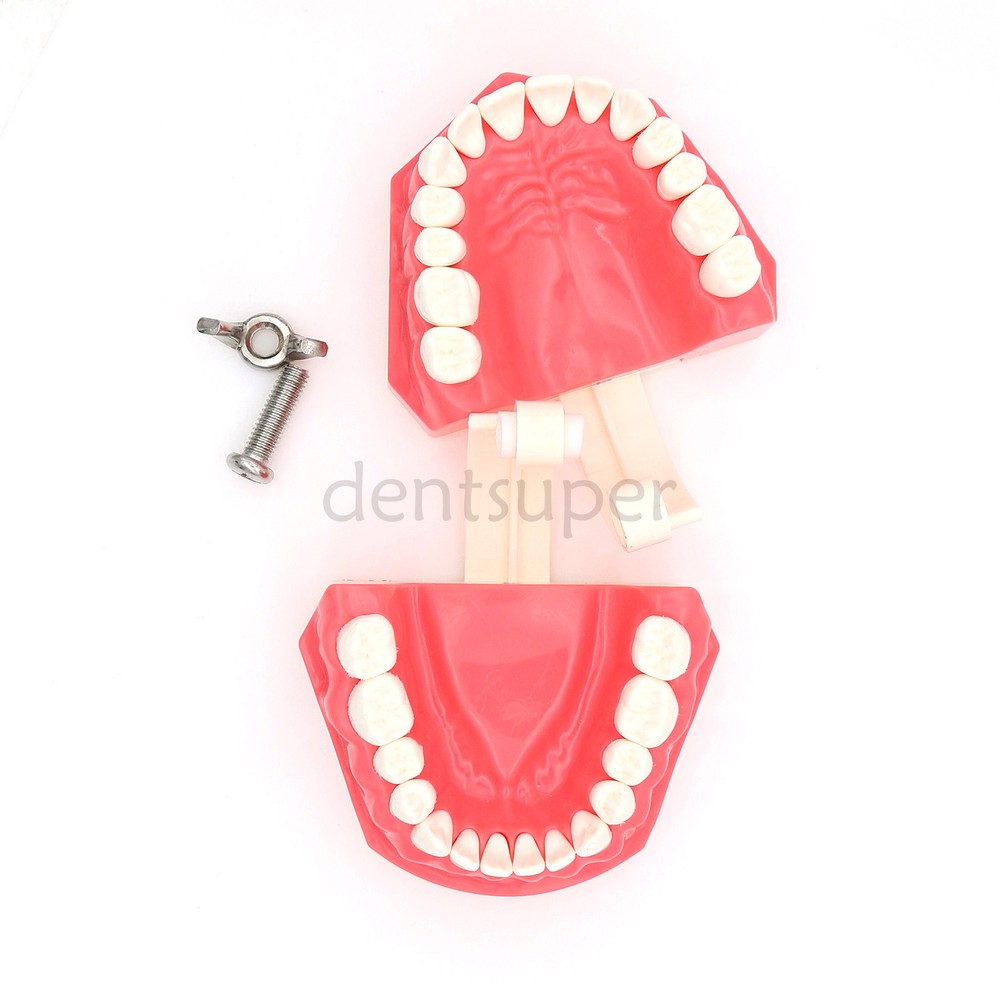 Dental Teach Study Typodont Teeth 1:1 Model With Metal Ceramic Brackets Tubes