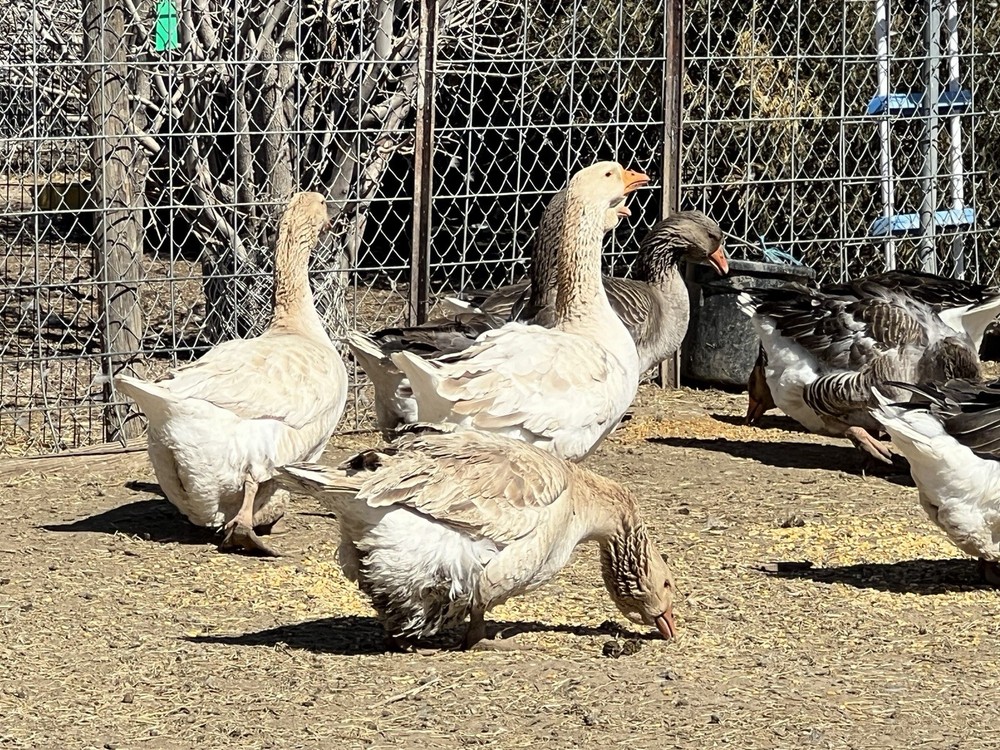 Jumbo Dewlap Toulouse Hatching Eggs