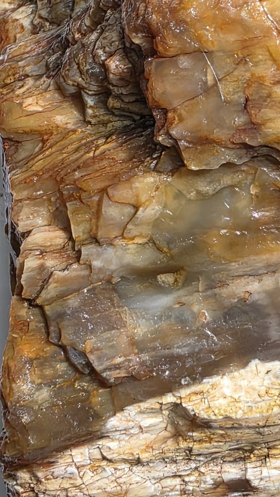 petrified wood log