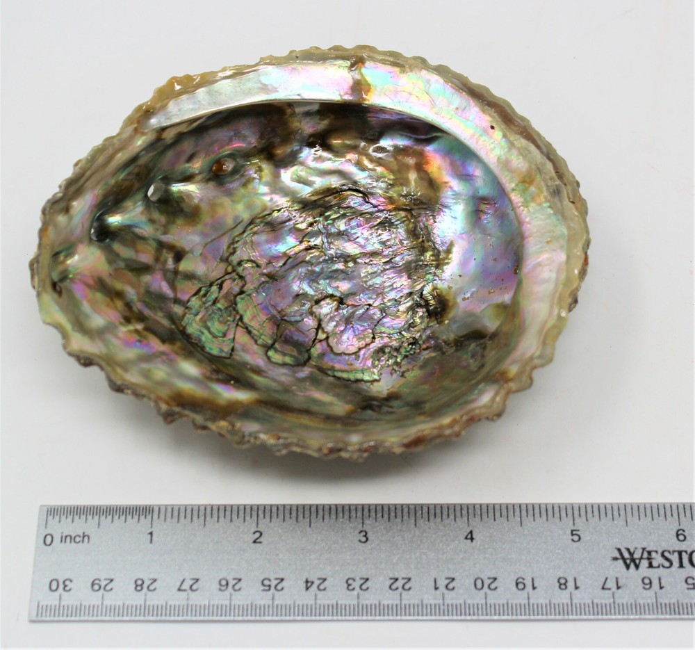 Smudge Kit: Abalone Shell, 6" Stand, Sage Smudge Stick PLUS Directions