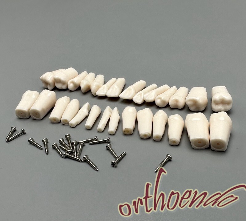 Typodont Model Replacement Teeth Dental Practice Individual Screw in Tooth 28pcs
