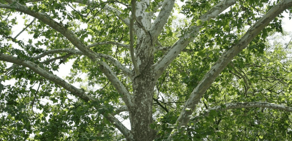 1 American Sycamore Tree 12-24" Platanus occidentalis Bare Root