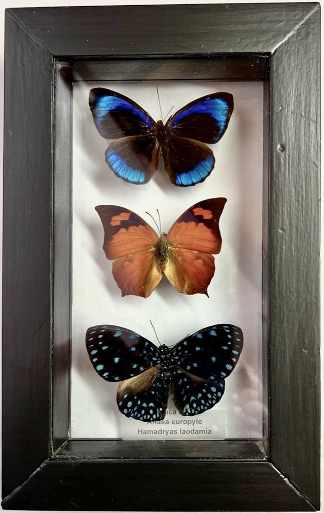 Three framed genuine butterflies - Peru - Noble Leafwing, Starry Night Cracker