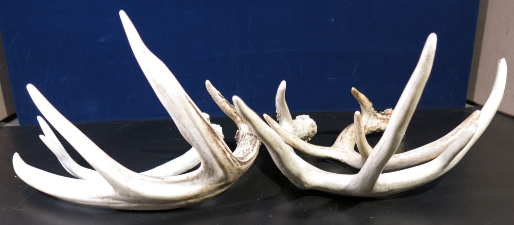 Assorted Deer Antlers