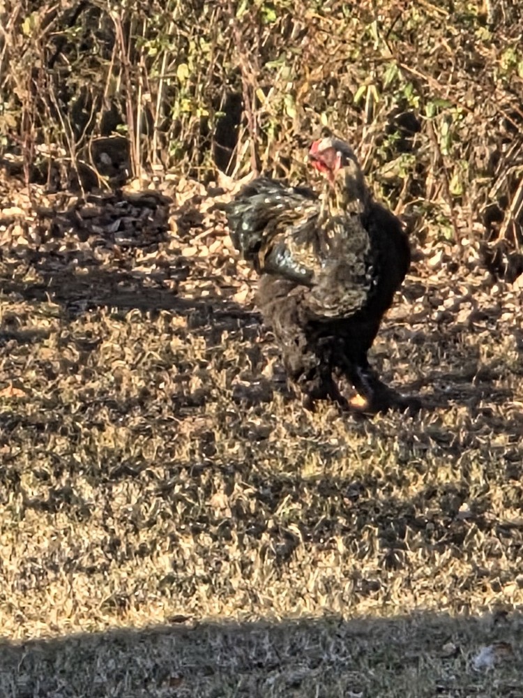 Brahma chicken hatching eggs (10 +2)